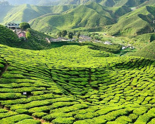 Cameron Highland BOH Tea Leaves